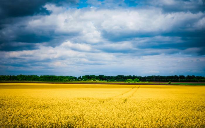 green trees under white clouds and blue sky during daytime by Olga Subach courtesy of Unsplash.
