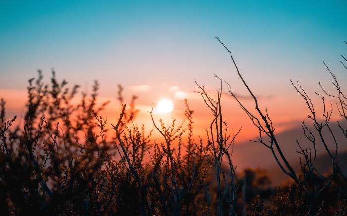 silhouette of plant during sunset by OC Gonzalez courtesy of Unsplash.