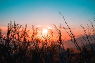 silhouette of plant during sunset by OC Gonzalez courtesy of Unsplash.